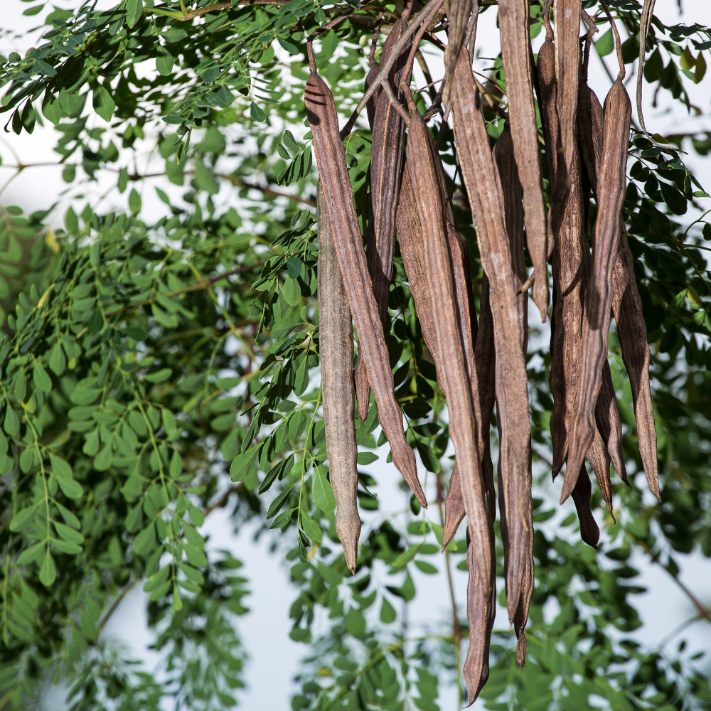 10 Moringa Plant Seeds, Hardy, Easy Care, Fast Growing Drumstick Tree, Ideal for Home Gardening & Raised Beds