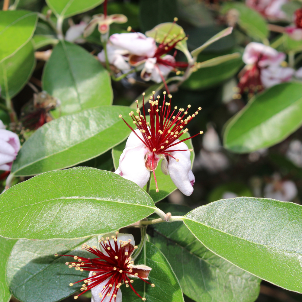 No Ship to CA, HI, AK, Pineapple Guava Tree Live Plant in 3 Gallon Pot, 3 Ft Tall, Hardy, Low Maintenance, Evergreen Fruit Tree with Sweet Tropical Flavor for Patio & Garden