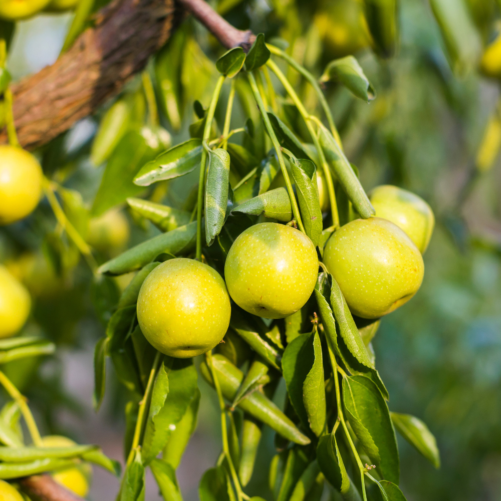 No Ship to CA, HI, AK, Thai Jujube Tree Live Plant, 3 Gallon Pot Jujube Plant, 12-16" Tall, Easy to Grow, Crisp Sweet Edible Fruit Tree, Ideal for Patio, Garden & Backyard Orchards