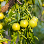 No Ship to CA, HI, AK, Thai Jujube Tree Live Plant, 3 Gallon Pot Jujube Plant, 12-16" Tall, Easy to Grow, Crisp Sweet Edible Fruit Tree, Ideal for Patio, Garden & Backyard Orchards