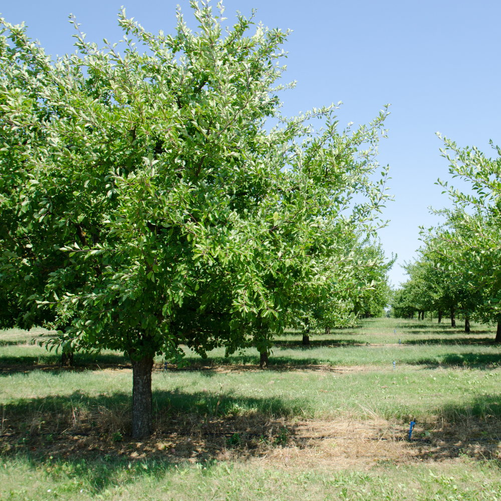 No Ship to CA, HI, AK, Santa Rosa Plum Tree in 3 Gallon Pot, Prunus salicina, Fast Growing, Easy Care, Sweet Red Plums for Outdoor Backyard