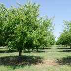 No Ship to CA, HI, AK, Santa Rosa Plum Tree in 3 Gallon Pot, Prunus salicina, Fast Growing, Easy Care, Sweet Red Plums for Outdoor Backyard