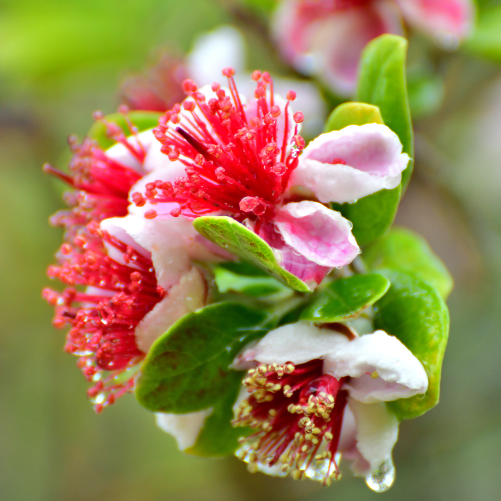No Ship to CA, HI, AK, Pineapple Guava Tree Live Plant in 3 Gallon Pot, 3 Ft Tall, Hardy, Low Maintenance, Evergreen Fruit Tree with Sweet Tropical Flavor for Patio & Garden
