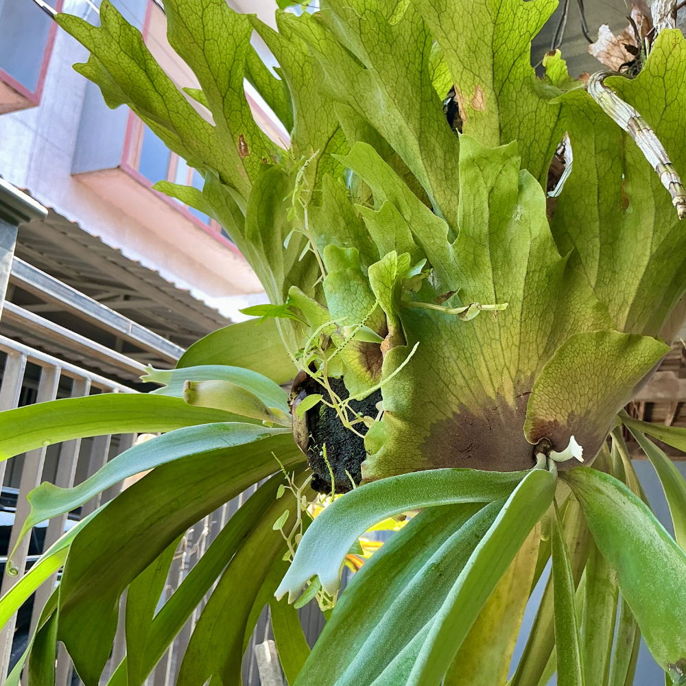 2 Staghorn Ferns Live Plants, Live Fern Plants Indoor in 4 Inch Pot, Unique Fern for Wall Mounting, Shelves and Indoor Decor
