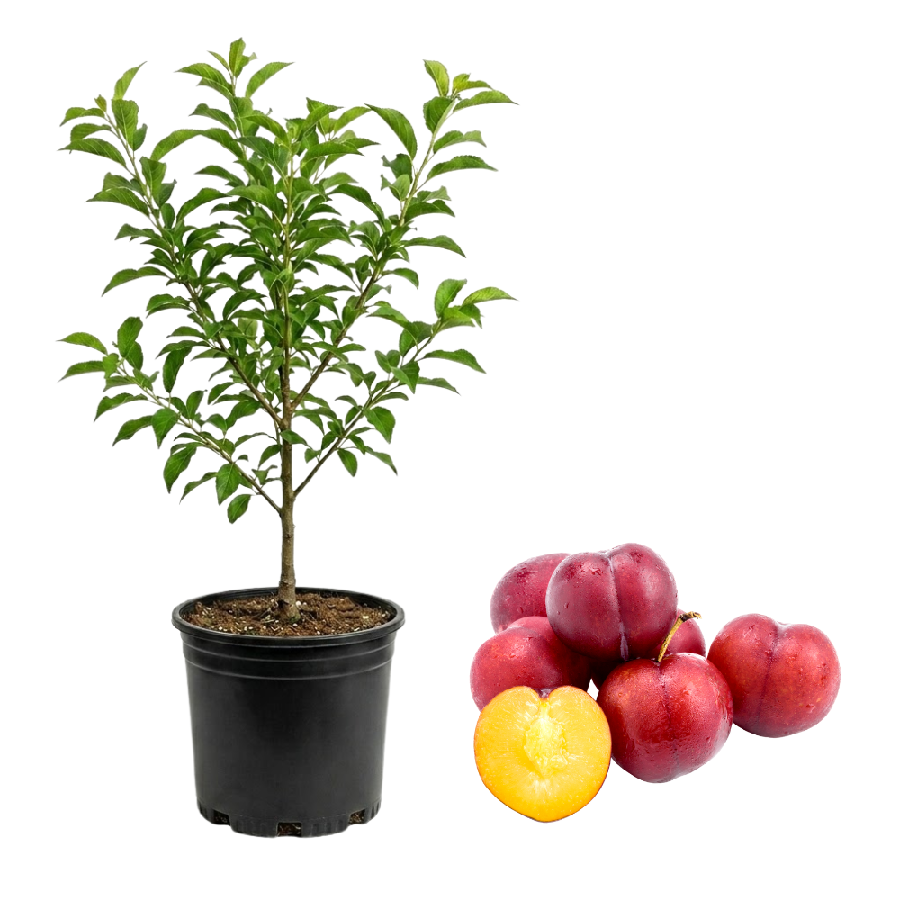 No Ship to CA, HI, AK, Santa Rosa Plum Tree Live Plant, 3 Gallon Pot, 3 Ft Tall Plumtree, Edible Juicy Tropical Fruit for Patio, Garden & Home Orchards