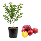 No Ship to CA, HI, AK, Santa Rosa Plum Tree Live Plant, 3 Gallon Pot, 3 Ft Tall Plumtree, Edible Juicy Tropical Fruit for Patio, Garden & Home Orchards