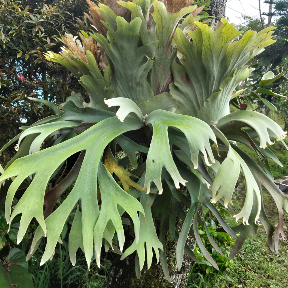 2 Staghorn Ferns Live Plants, Live Fern Plants Indoor in 4 Inch Pot, Unique Fern for Wall Mounting, Shelves and Indoor Decor