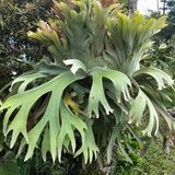 2 Staghorn Ferns Live Plants, Live Fern Plants Indoor in 4 Inch Pot, Unique Fern for Wall Mounting, Shelves and Indoor Decor
