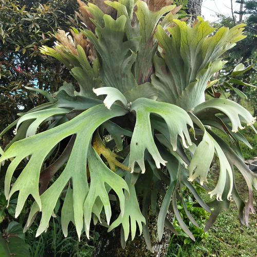 2 Staghorn Ferns Live Plants, Live Fern Plants Indoor in 4 Inch Pot, Unique Fern for Wall Mounting, Shelves and Indoor Decor