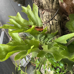 2 Staghorn Ferns Live Plants, Live Fern Plants Indoor in 4 Inch Pot, Unique Fern for Wall Mounting, Shelves and Indoor Decor
