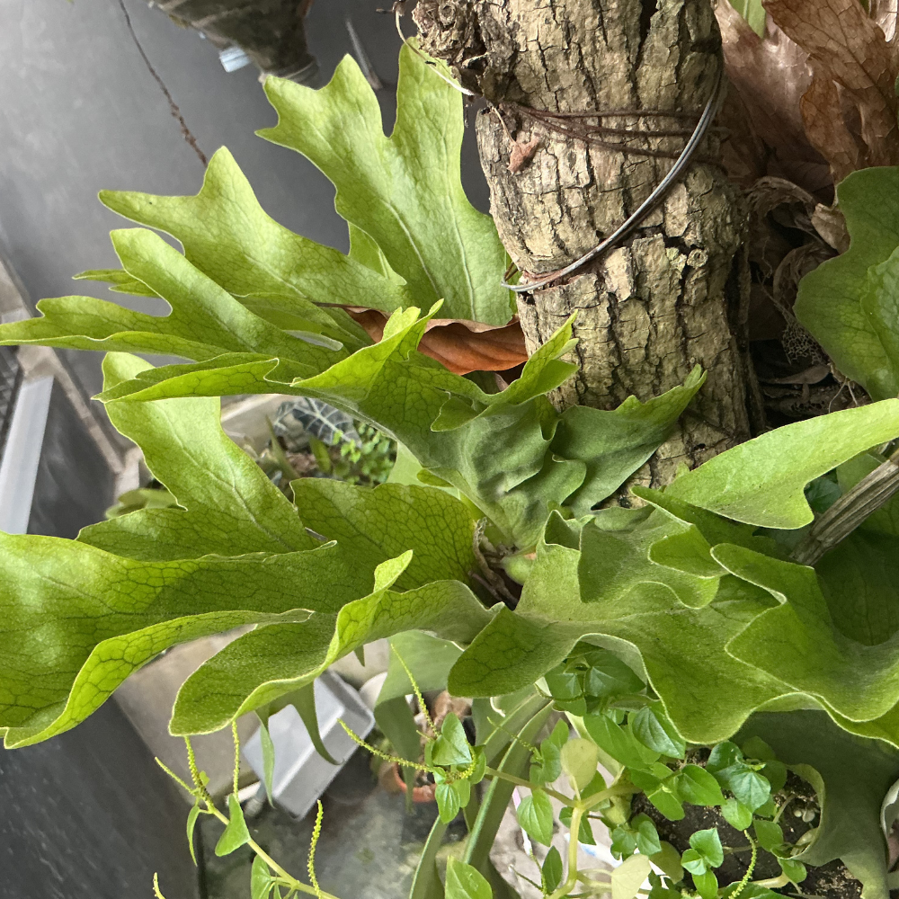2 Staghorn Ferns Live Plants, Live Fern Plants Indoor in 4 Inch Pot, Unique Fern for Wall Mounting, Shelves and Indoor Decor