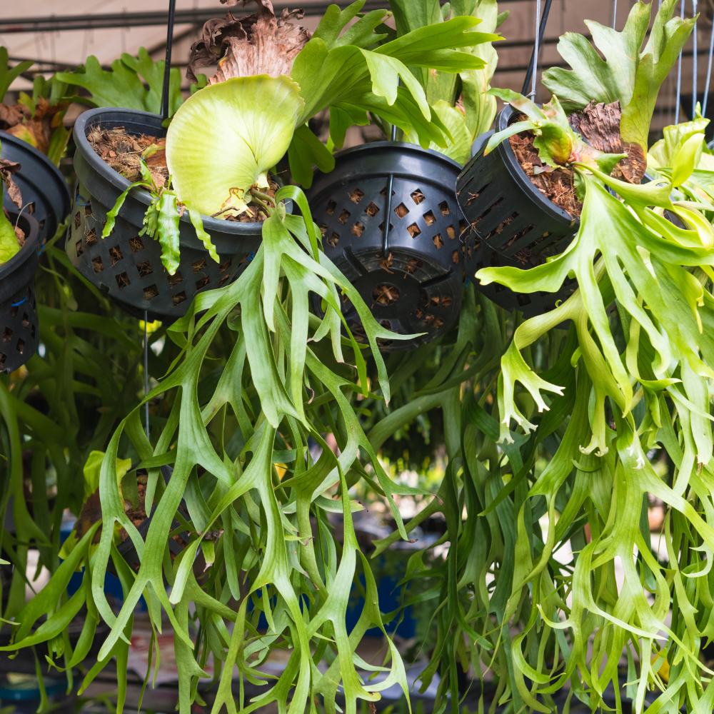 2 Staghorn Ferns Live Plants, Live Fern Plants Indoor in 4 Inch Pot, Unique Fern for Wall Mounting, Shelves and Indoor Decor