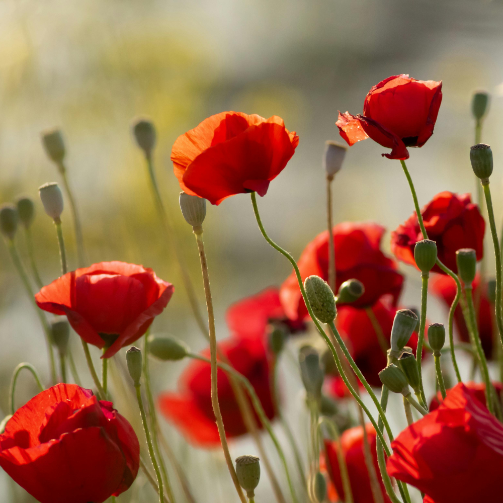 1000 Red Corn Poppy Wildflower Seeds, Easy Care, Non GMO Fresh Flower Seeds, Ideal for Garden Planting, Bright Seasonal Blooms