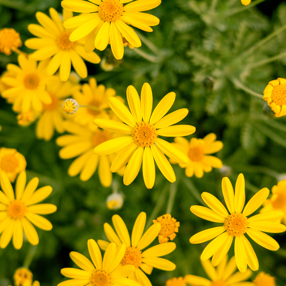 Dahlberg Daisy Seeds for Planting Outdoors, 300 Pcs, Low Maintenance, Heat Tolerant Yellow Flower Plant, Ideal for Groundcover, Yard & Gardens