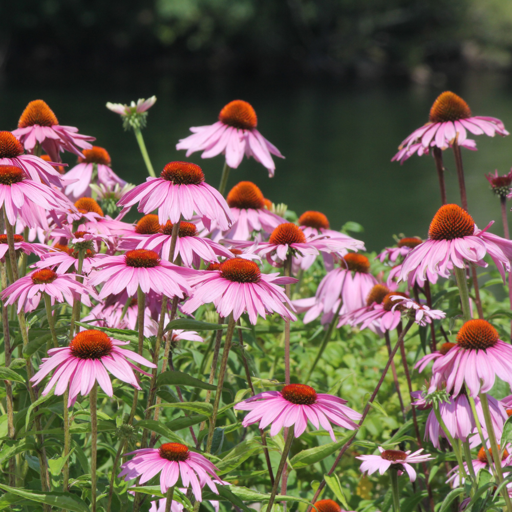 400 Purple Coneflower Seeds, Heirloom Echinacea Purpurea Seeds, Hardy, Pink Purple Perennial Blooms, for Backyard Gardens, Patios & Landscape