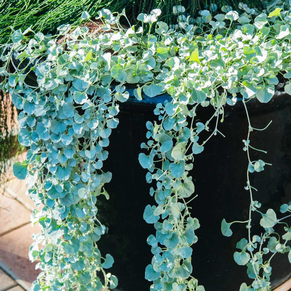 Silver Falls Dichondra Seeds, 10 Pcs, Low Maintenance, Heat Tolerant Trailing Foliage, Ideal for Hanging Baskets & Patio Pots