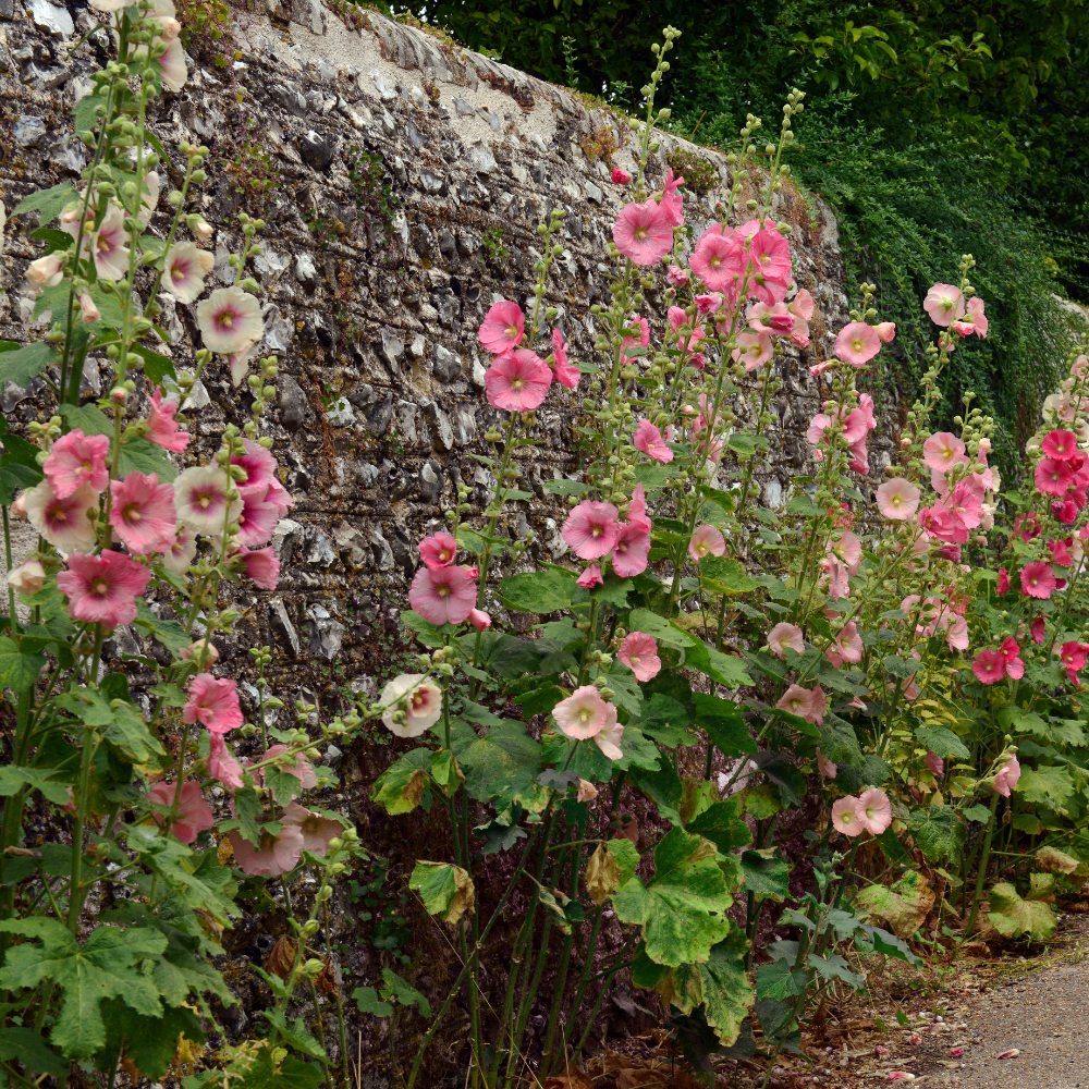 150 Hollyhock Summer Carnival Mix Flower Seeds, Non-GMO, Double Bloom Alcea Rosea Seeds, Spectacular Tall Background Flowers for Outdoor Planting