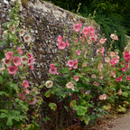 150 Hollyhock Summer Carnival Mix Flower Seeds, Non-GMO, Double Bloom Alcea Rosea Seeds, Spectacular Tall Background Flowers for Outdoor Planting