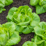 1500 Buttercrunch Lettuce Seeds for Planting, Non GMO, Heirloom, Easy to Grow, Delicious Tender Greens, Ideal for Raised Beds, Containers & Gardens