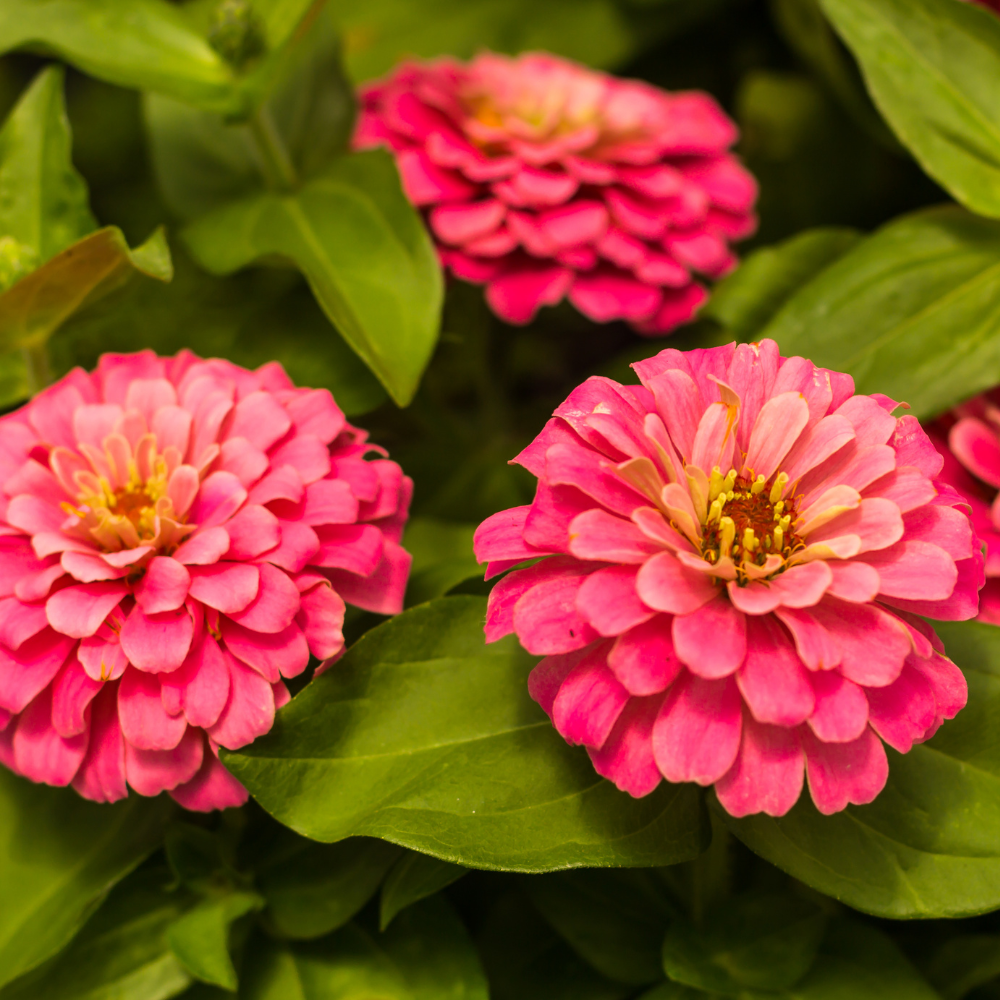 300 Strawberries and Cream Zinnia Seeds for Planting, Non GMO, Heirloom, Spectacular Long-Stemmed Double Flower Seeds, Ideal for Elegant Floral Arrangement & Gardens