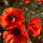 1000 Red Corn Poppy Wildflower Seeds, Easy Care, Non GMO Fresh Flower Seeds, Ideal for Garden Planting, Bright Seasonal Blooms