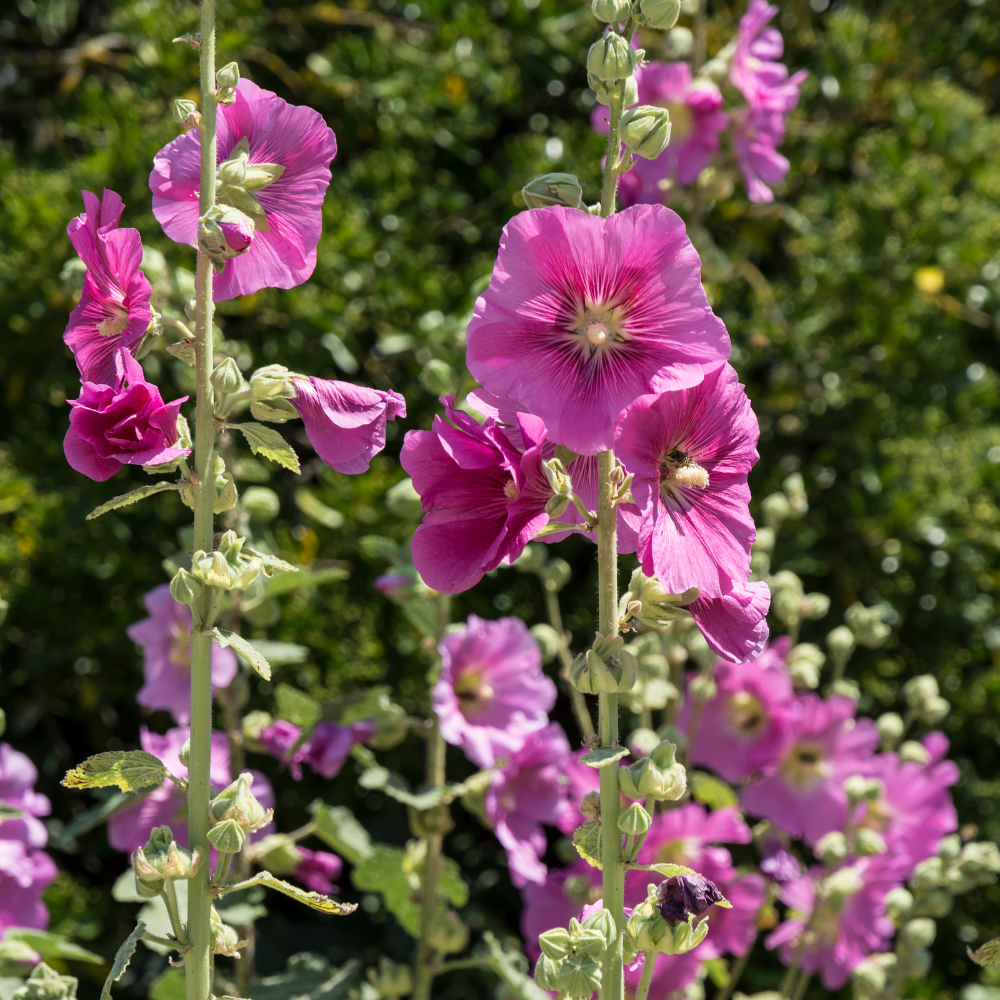 50 Hollyhock Summer Carnival Mix Flower Seeds, Easy Care, Vibrant Color Flowers for Vertical Garden Accents & Backyard Planting
