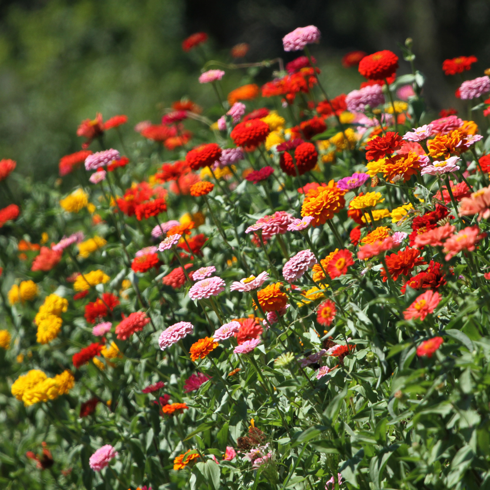 200 Strawberries and Cream Zinnia Seeds Mix, Heirloom, Charming Pastel Dream Blooms, for Outdoor Planting