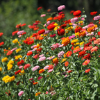 200 Strawberries and Cream Zinnia Seeds Mix, Heirloom, Charming Pastel Dream Blooms, for Outdoor Planting