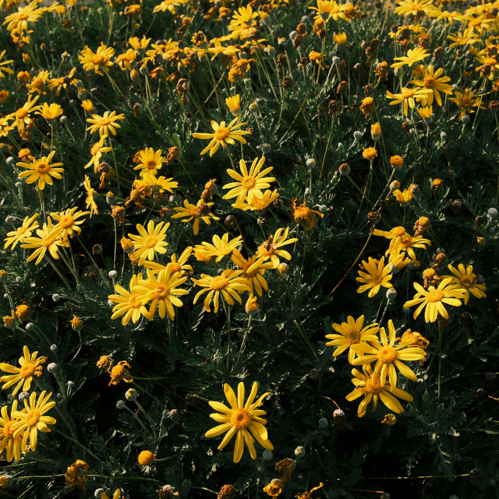 Dahlberg Daisy Seeds, 600 Pcs, Non GMO, Easy Care, Delicate Trailing Yellow Daisy for Hanging Baskets & Gardens