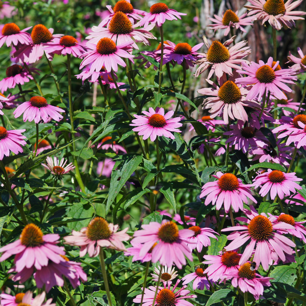 200 Purple Coneflower Seeds, Non GMO Echinacea Purpurea Seeds, Heirloom, Vibrant Pink-Purple Perennial Wildflower, for Backyard Landscape & Garden Borders