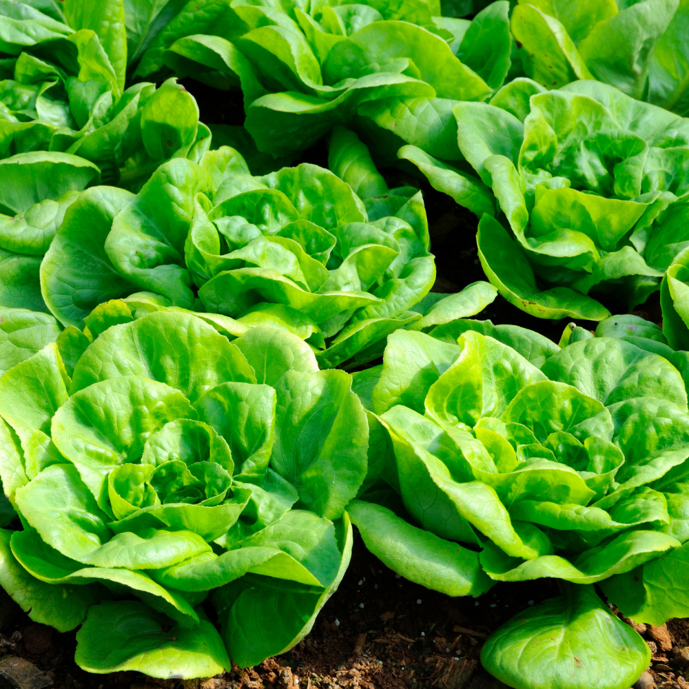 1500 Buttercrunch Lettuce Seeds for Planting, Non GMO, Heirloom, Easy to Grow, Delicious Tender Greens, Ideal for Raised Beds, Containers & Gardens