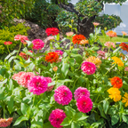 200 Strawberries and Cream Zinnia Seeds Mix, Heirloom, Charming Pastel Dream Blooms, for Outdoor Planting
