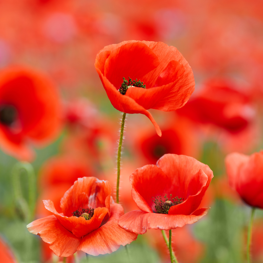 1000 Red Corn Poppy Wildflower Seeds, Easy Care, Non GMO Fresh Flower Seeds, Ideal for Garden Planting, Bright Seasonal Blooms
