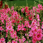 150 Hollyhock Summer Carnival Mix Flower Seeds, Non-GMO, Double Bloom Alcea Rosea Seeds, Spectacular Tall Background Flowers for Outdoor Planting