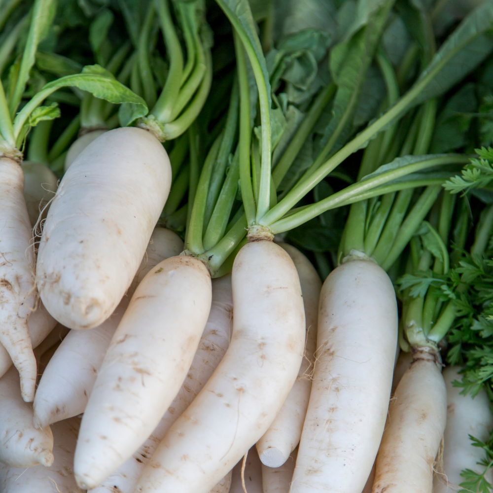600 Pcs White Icicle Radish Seeds for Planting, Non GMO, High-Yield, Long White Radish Vegetable Seeds for Backyard Gardening