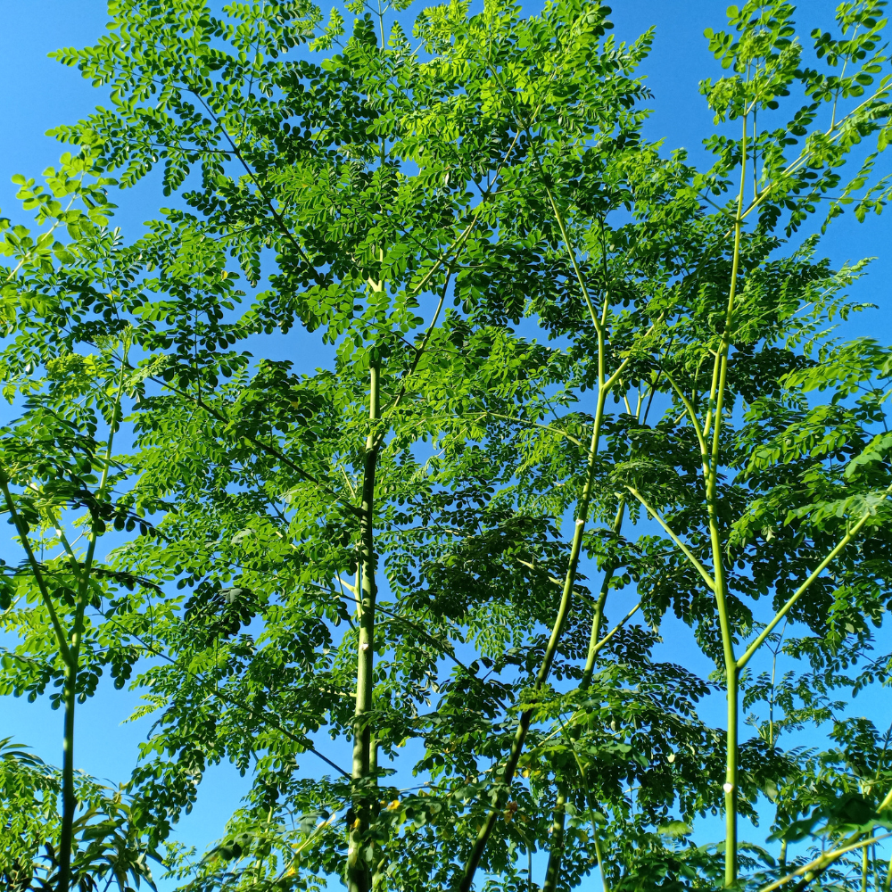 30 Moringa Tree Seeds for Planting, Non GMO, Drumstick Tree Starter Plant, Fast Growing Tree for Indoor Outdoor Garden