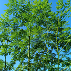 30 Moringa Tree Seeds for Planting, Non GMO, Drumstick Tree Starter Plant, Fast Growing Tree for Indoor Outdoor Garden