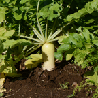 400 Pcs White Icicle Radish Seeds, Non GMO, Easy to Grow, Cold Tolerant Radish Seeds, Ideal for Raised Beds & Backyard Vegetable Gardens
