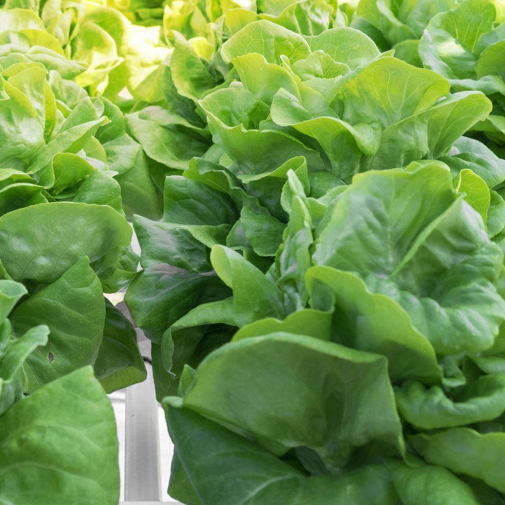 1500 Buttercrunch Lettuce Seeds for Planting, Non GMO, Heirloom, Easy to Grow, Delicious Tender Greens, Ideal for Raised Beds, Containers & Gardens