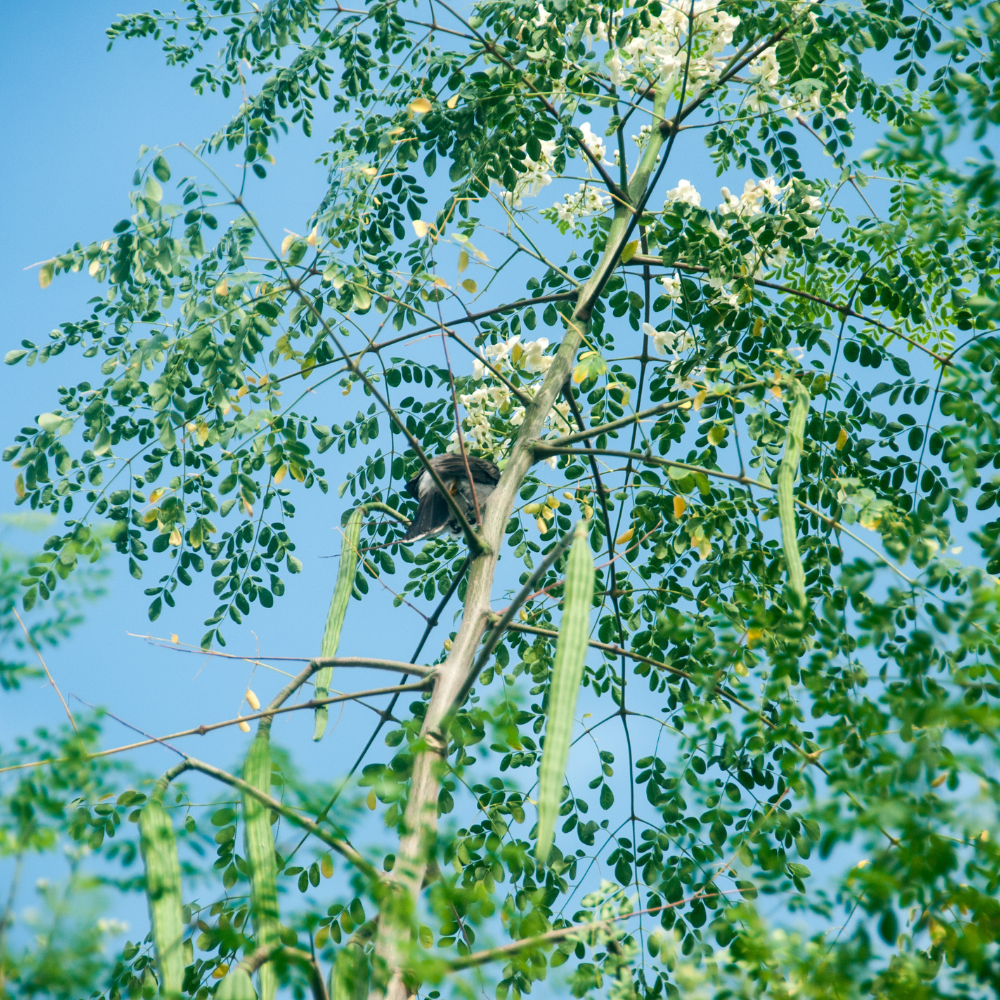 Moringa Tree Live Plant, 4-5 Inch Tall, Hardy, Easy Care, Fast Growing Drumstick Tree, Ideal for Home Gardening & Raised Beds