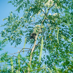 Moringa Tree Live Plant, 4-5 Inch Tall, Hardy, Easy Care, Fast Growing Drumstick Tree, Ideal for Home Gardening & Raised Beds