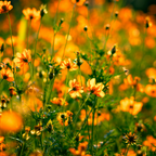 300 Bright Light Mix Sulphur Cosmos Seeds, Non-GMO Flower Seeds, Fast Growing, High-Yield, Orange Yellow Semi-Double Blooms for Borders, Patios & Landscaping