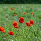 1000 Red Corn Poppy Wildflower Seeds, Easy Care, Non GMO Fresh Flower Seeds, Ideal for Garden Planting, Bright Seasonal Blooms