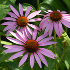 200 Purple Coneflower Seeds, Non GMO Echinacea Purpurea Seeds, Heirloom, Vibrant Pink-Purple Perennial Wildflower, for Backyard Landscape & Garden Borders
