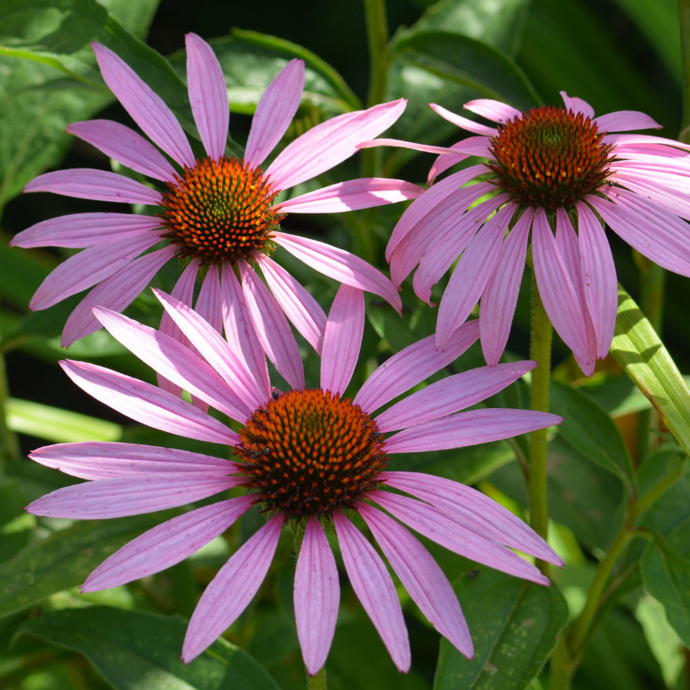 200 Purple Coneflower Seeds, Non GMO Echinacea Purpurea Seeds, Heirloom, Vibrant Pink-Purple Perennial Wildflower, for Backyard Landscape & Garden Borders