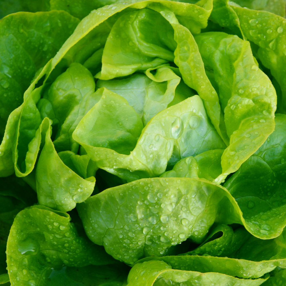 1000 Buttercrunch Lettuce Seeds, Heirloom, Fast Growing, High-Yielding, Butterhead Boston Bibb Lettuce Seeds for Backyard Garden & Containers