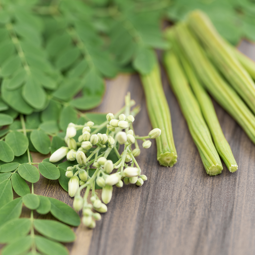 20 Moringa Tree Seeds for Planting, Easy Care, Fast Growing Drumstick Tree, for Patio, Garden & Outdoor Spaces