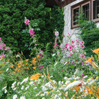 100 Hollyhock Summer Carnival Mix Flower Seeds, Non-GMO, Fast Growing, Double Bloom Alcea Rosea Seeds for Yard Borders, Fences, and Pollinator Gardens