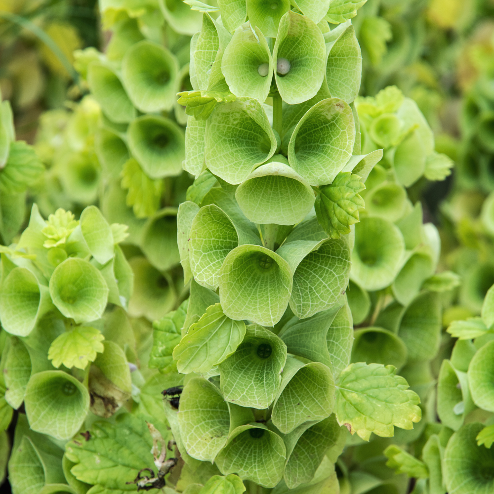 50 Pcs Bells of Ireland Seeds (Moluccella Laevis), Non-GMO Highly Fragrant Shellflower Seed, Long-Lasting Cut Flowers, for Pots, Containers, and Gardens