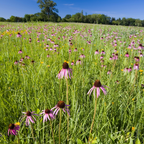 400 Purple Coneflower Seeds, Heirloom Echinacea Purpurea Seeds, Hardy, Pink Purple Perennial Blooms, for Backyard Gardens, Patios & Landscape